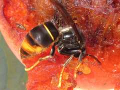 Vespa velutina nigrithorax