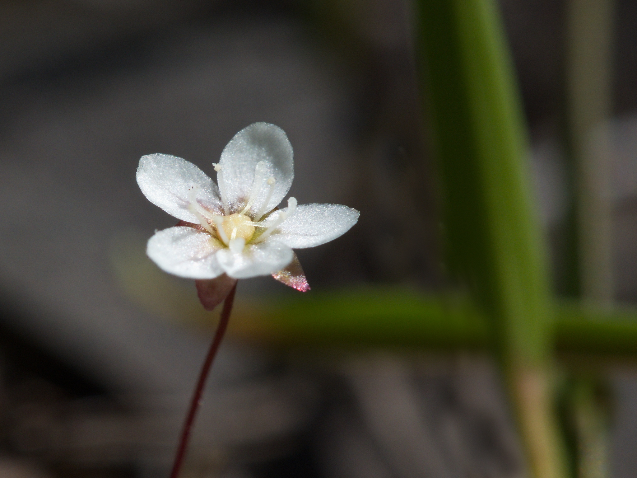 Drosera pygmaea DC. 3