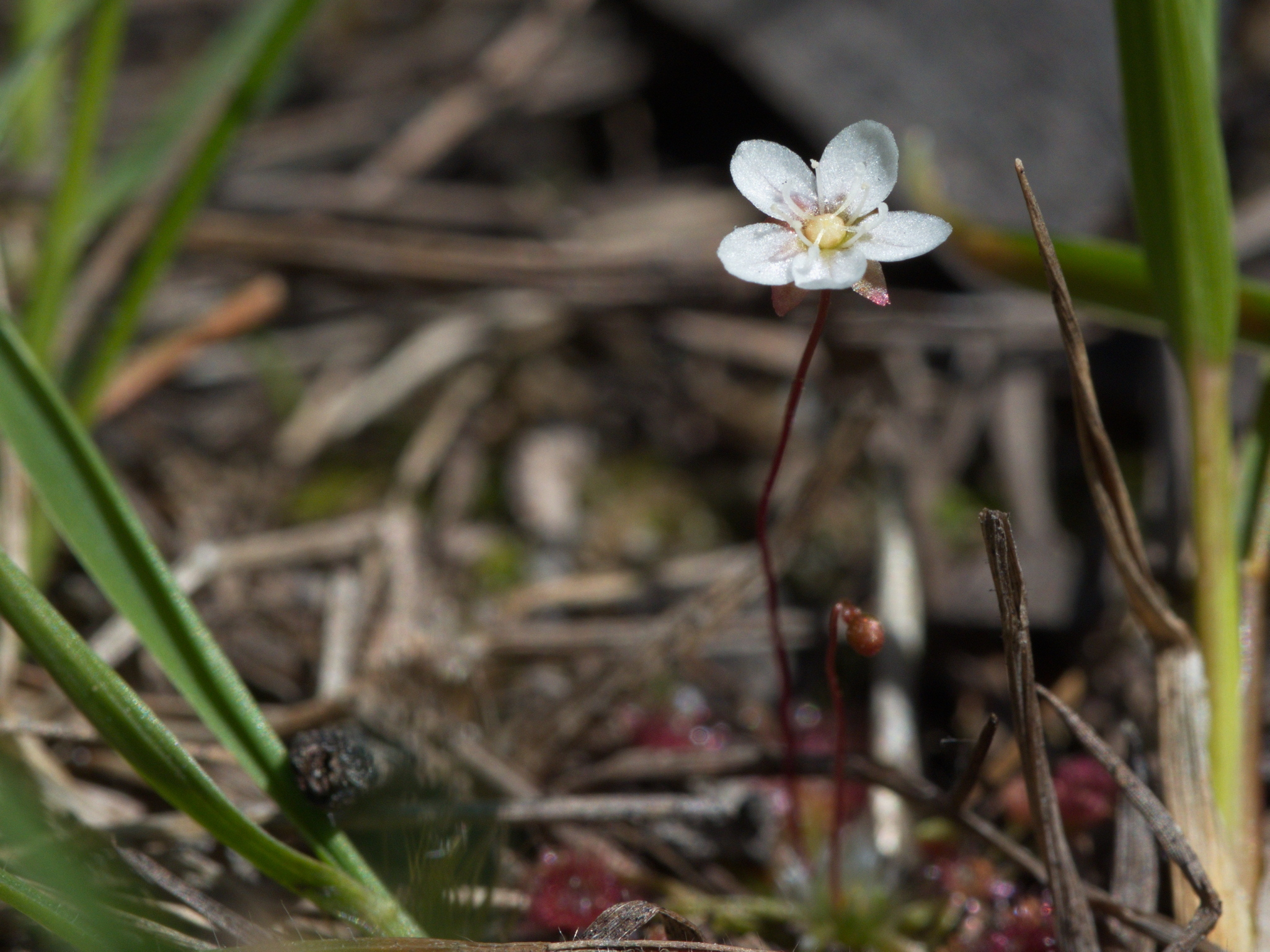 Drosera pygmaea DC. 4