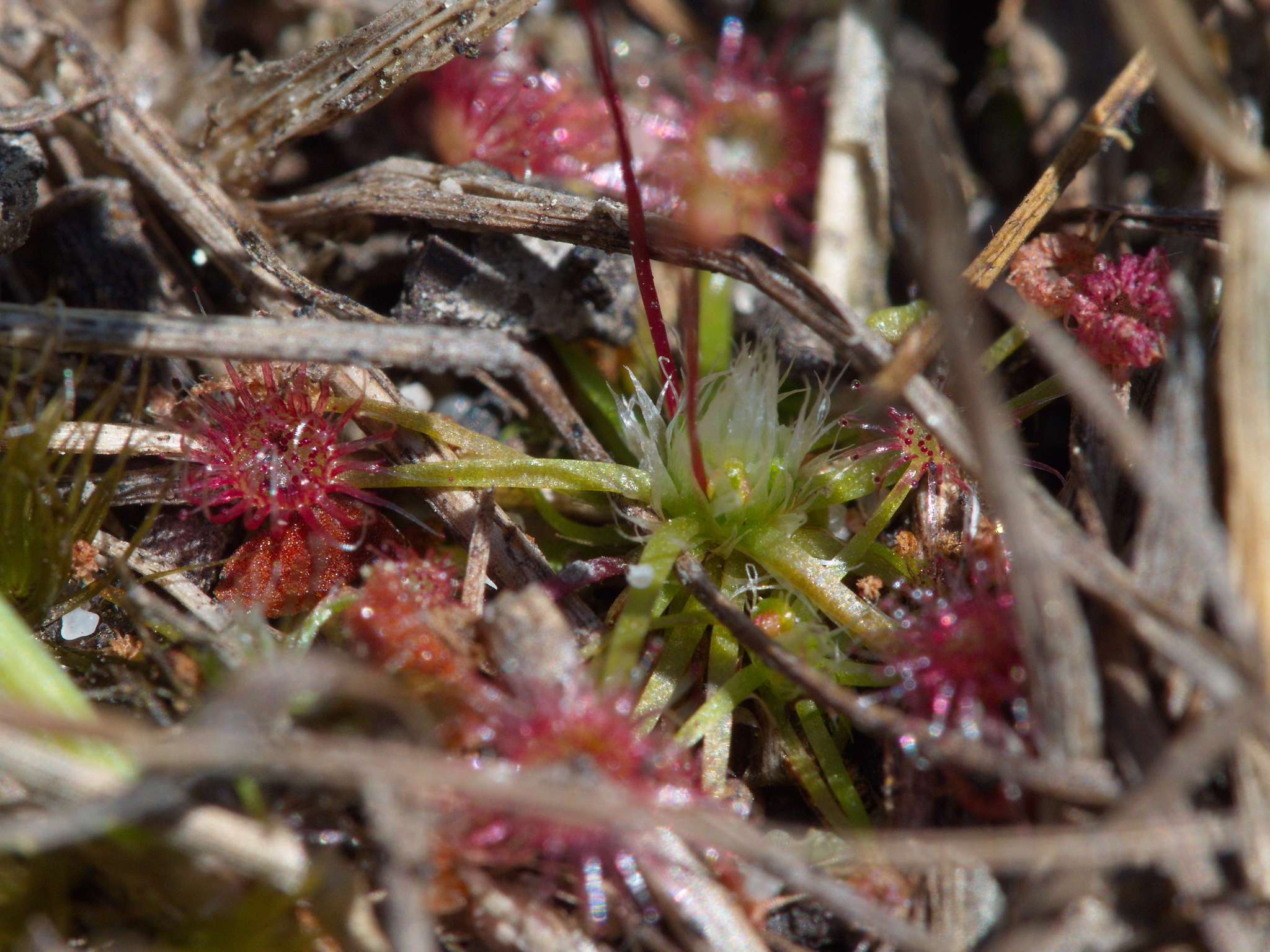 Drosera pygmaea DC. 5