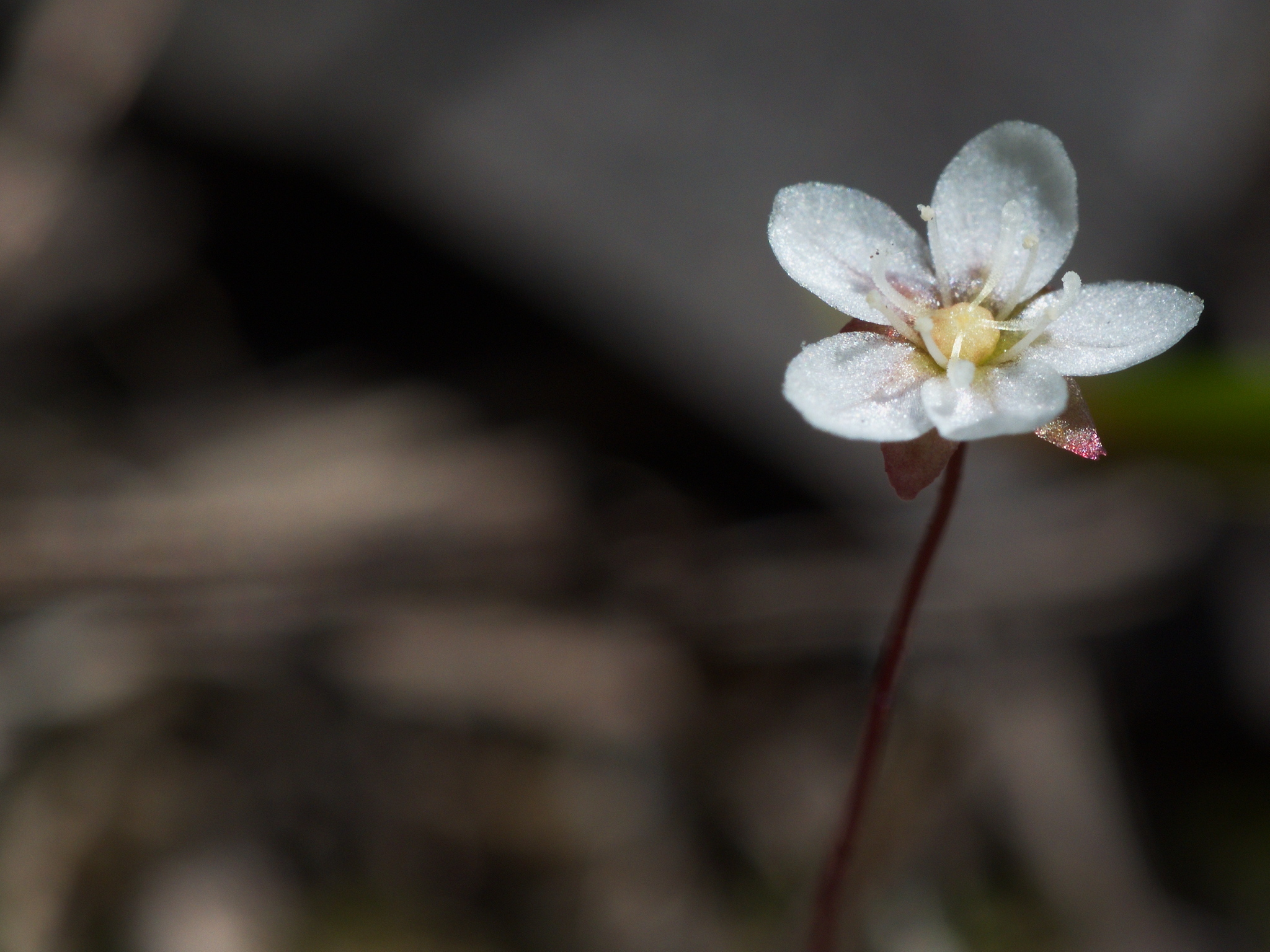 Drosera pygmaea DC. 6