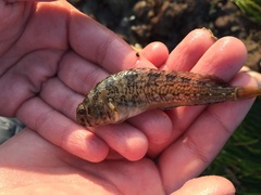 Hypsoblennius gilberti