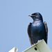 New World Martins - Photo (c) Keith, some rights reserved (CC BY-NC-ND)