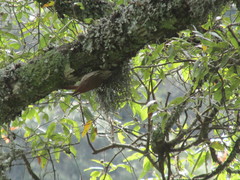 Lepidocolaptes leucogaster