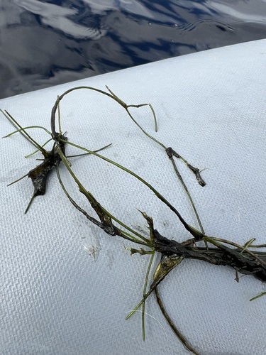 Translucent Stonewort (Nitella translucens)