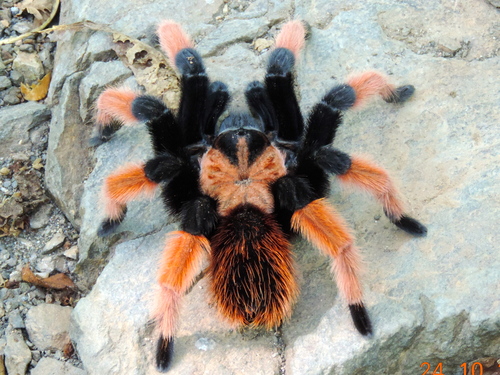 Mexican Redleg Tarantula