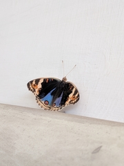 Junonia orithya minagara
