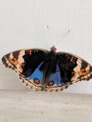 Junonia orithya minagara