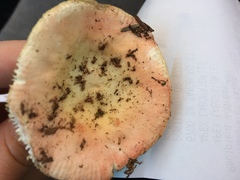 Russula bicolor