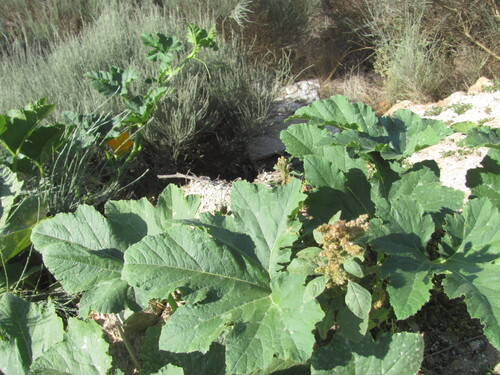 Cucurbita pepo