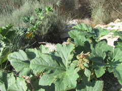 Тыква обыкновенная (Cucurbita pepo): происхождение и применение — фото 3