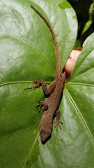 Anolis mccraniei