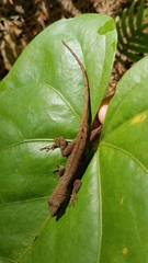 Anolis mccraniei