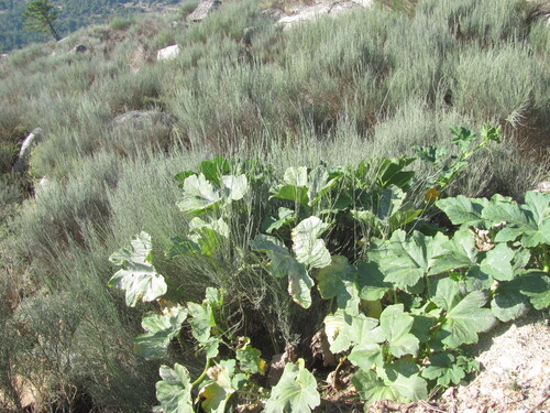 Cucurbita pepo