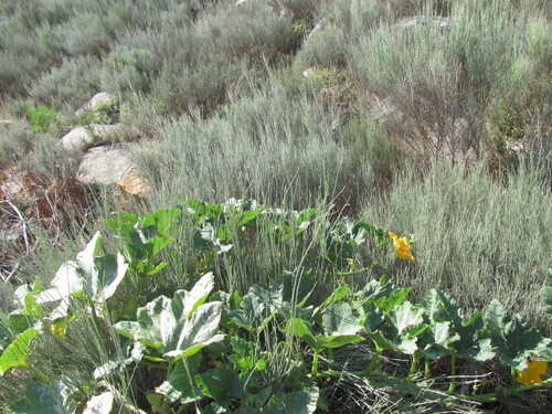 Cucurbita pepo