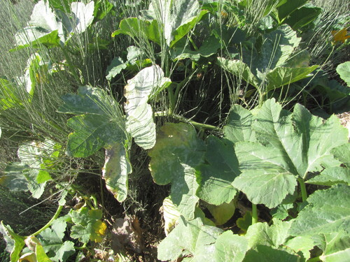 Cucurbita pepo