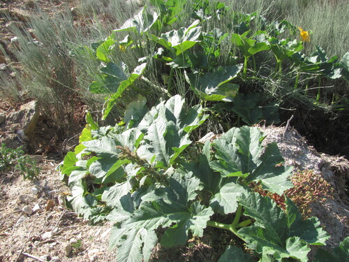 Cucurbita pepo
