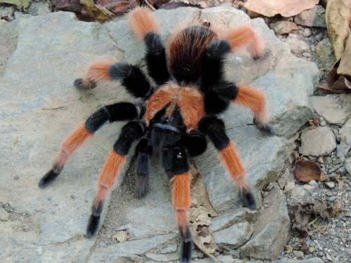 Mexican Redleg Tarantula