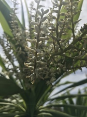 Cordyline obtecta