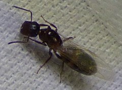 Colobopsis obliqua