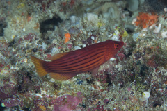 Pseudocheilinus octotaenia