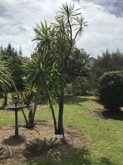 Cordyline obtecta