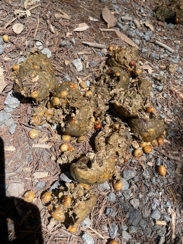 iNaturalist observation photo of Carnivorans
