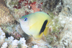 Plectroglyphidodon johnstonianus