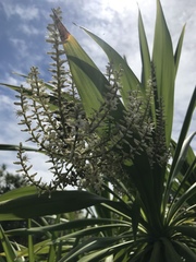 Cordyline obtecta