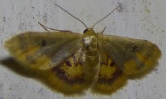 Idaea scintillularia