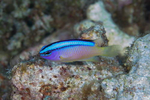 Blueline demoiselle (Chrysiptera caeruleolineata) — Pomacentridae — 4