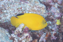 Centropyge woodheadi