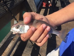 Genyonemus lineatus