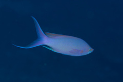 Mirolabrichthys pascalus
