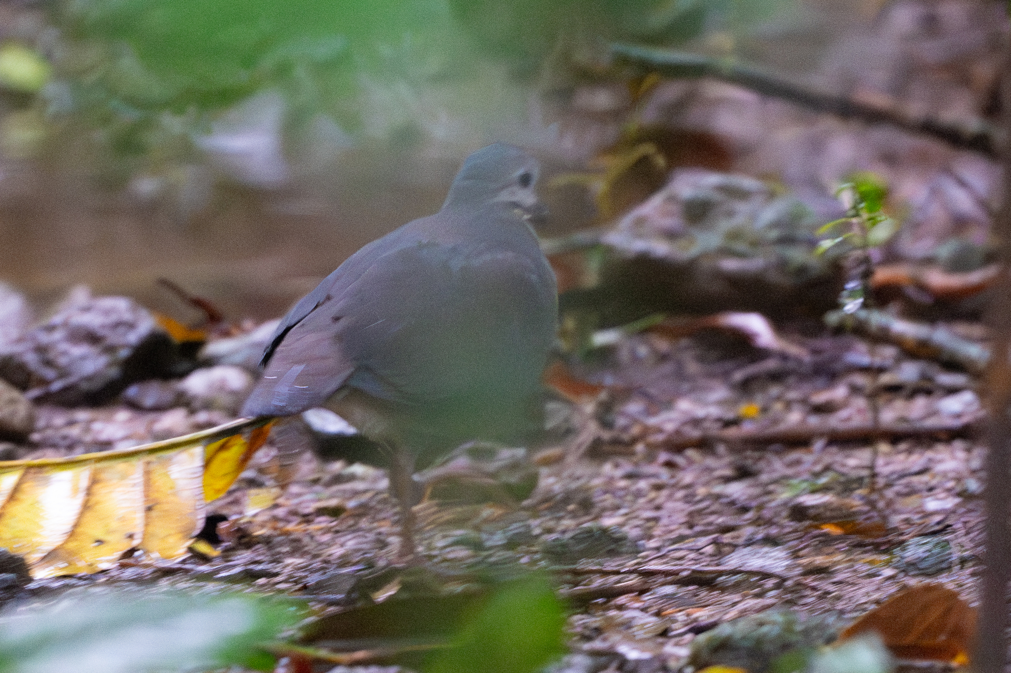 Purplish-backed Quail-Dove (Zentrygon lawrencii), photo 2