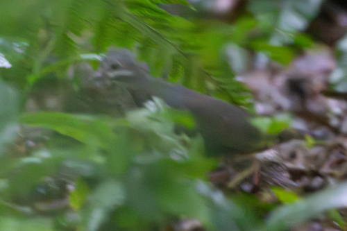 Purplish-backed Quail-Dove (Zentrygon lawrencii)
