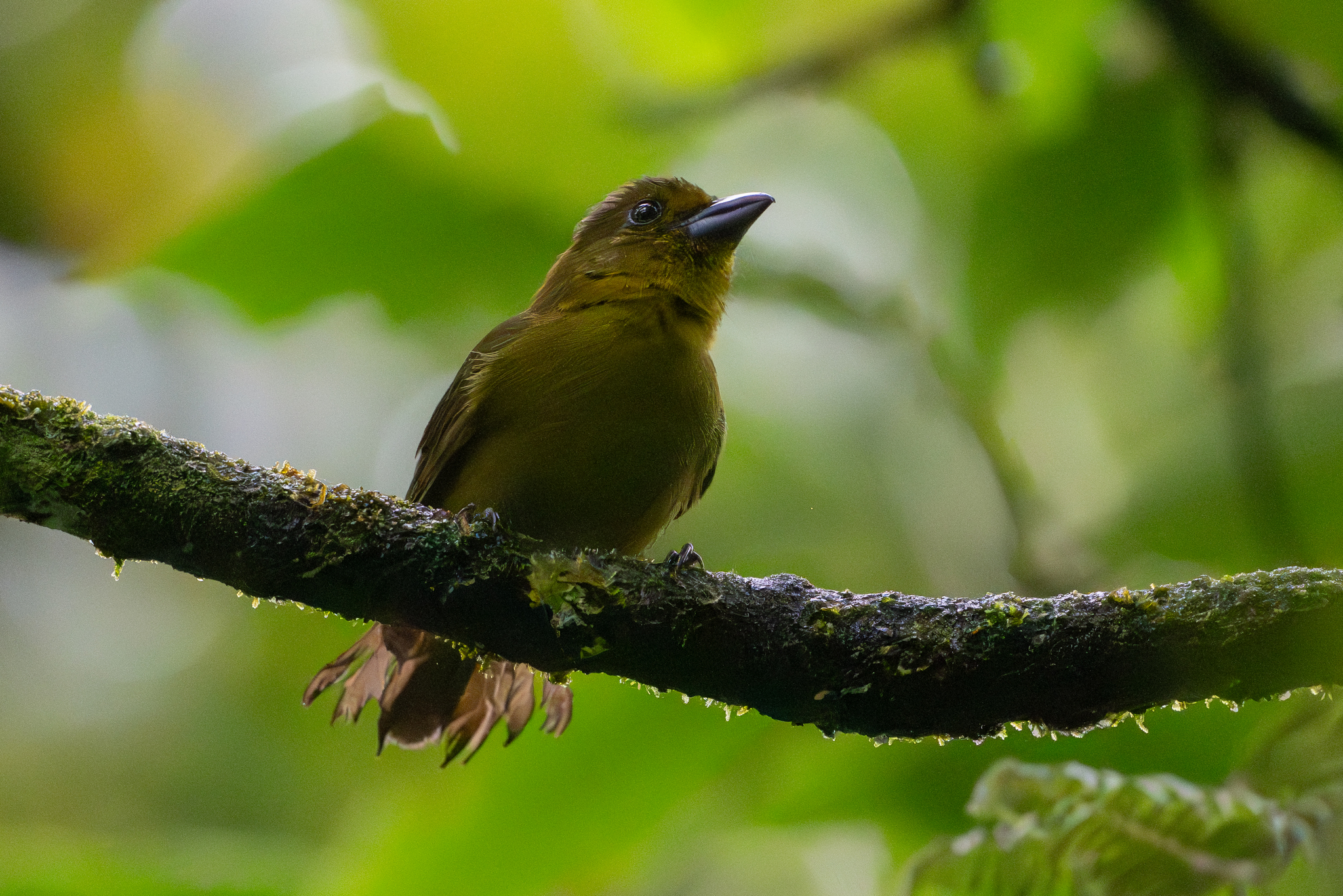 Carmiol's Tanager (Chlorothraupis carmioli), photo 6