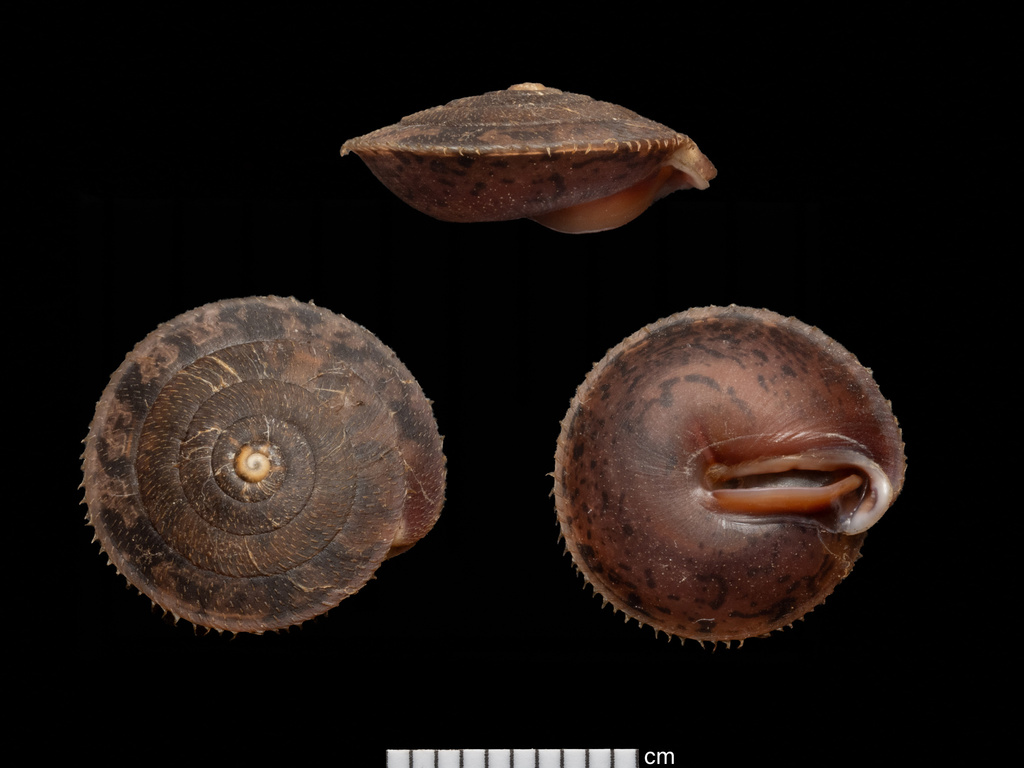 carinate slitmouth