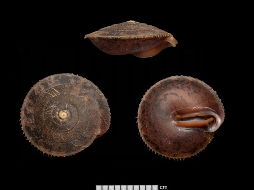 carinate slitmouth