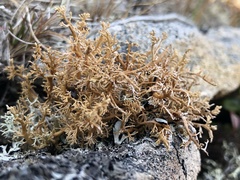 Sphaerophorus fragilis