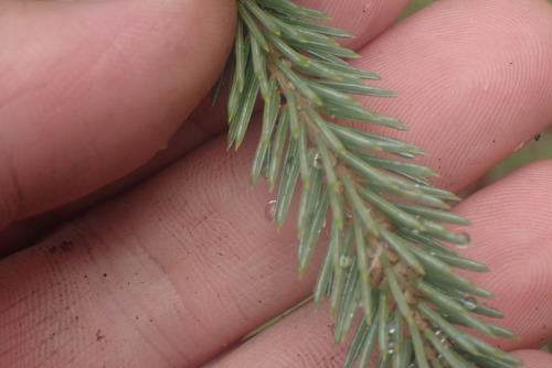 Western white spruce (Picea × albertiana)