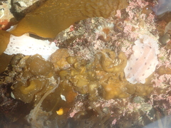 Alloiodoris lanuginata