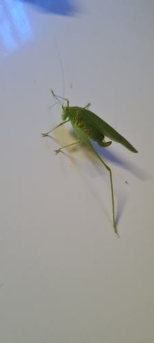 Phaneroptera nana