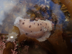 Alloiodoris lanuginata