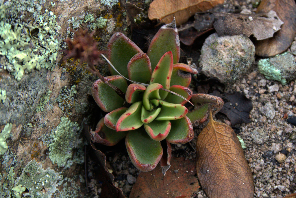 Echeveria schaffneri, San Luis Potosí, MX-SL, MX