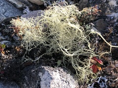 Alectoria ochroleuca