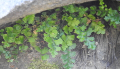 Asplenium subglandulosum