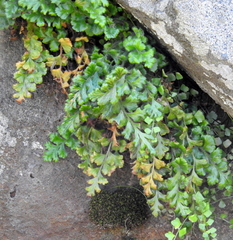 Asplenium subglandulosum