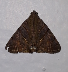 Dyomyx fumata