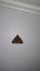 Dyomyx fumata